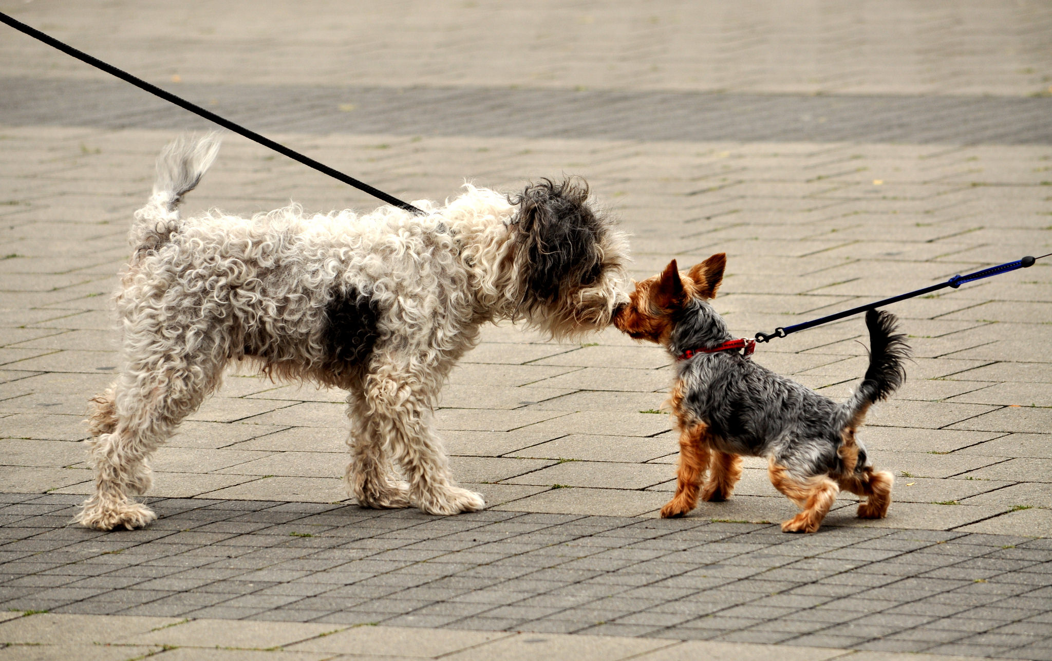 Dogs-Meeting-on-Leash-reactivity