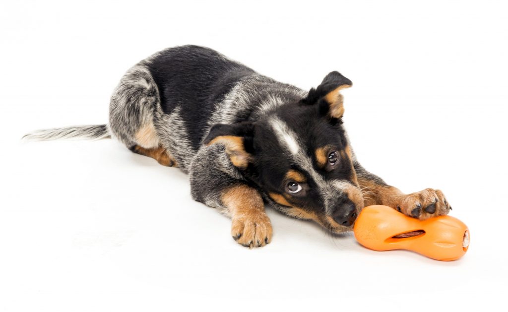 Dog with stuffable chew toy