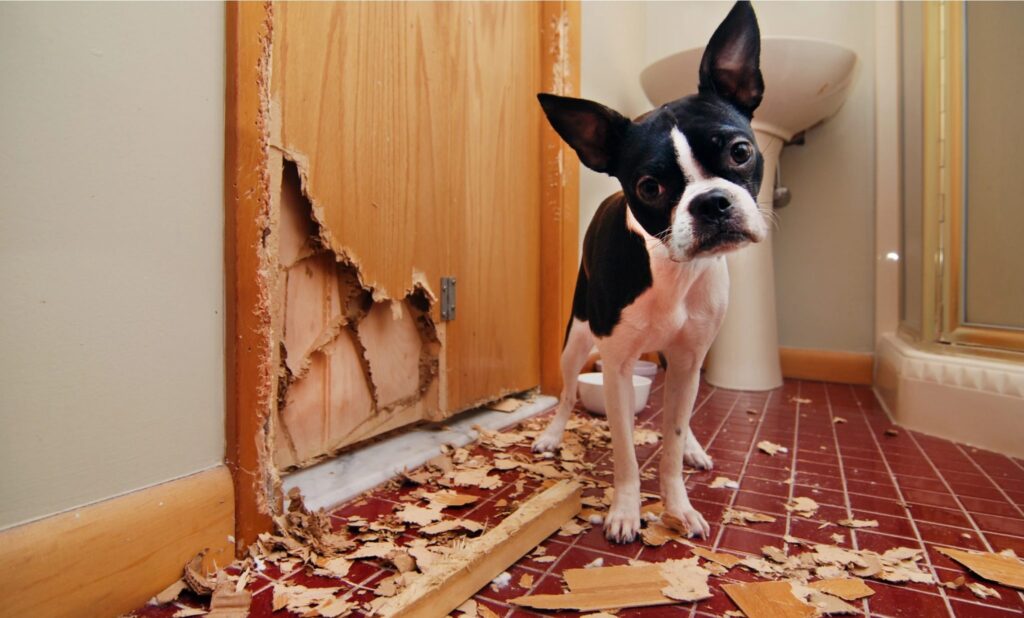 Separation-Anxiety-In-Dogs