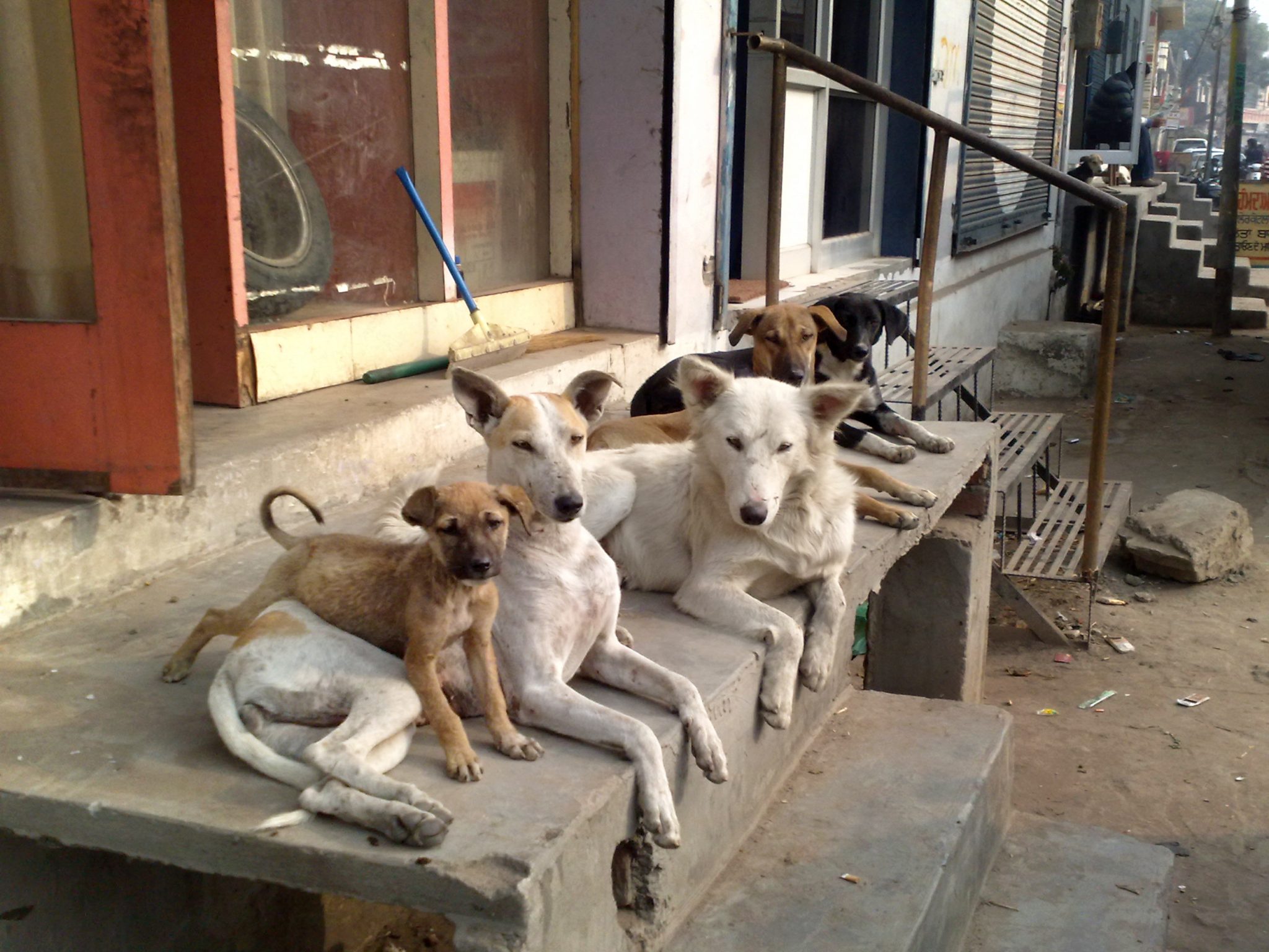 Street dogs