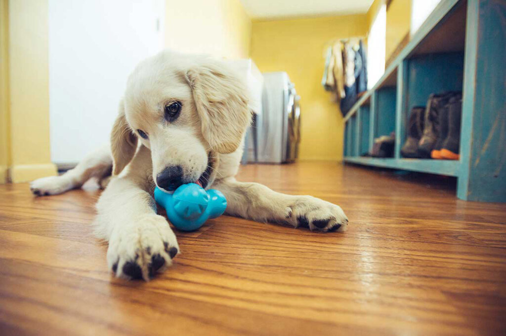 Stuffable Chew Toys