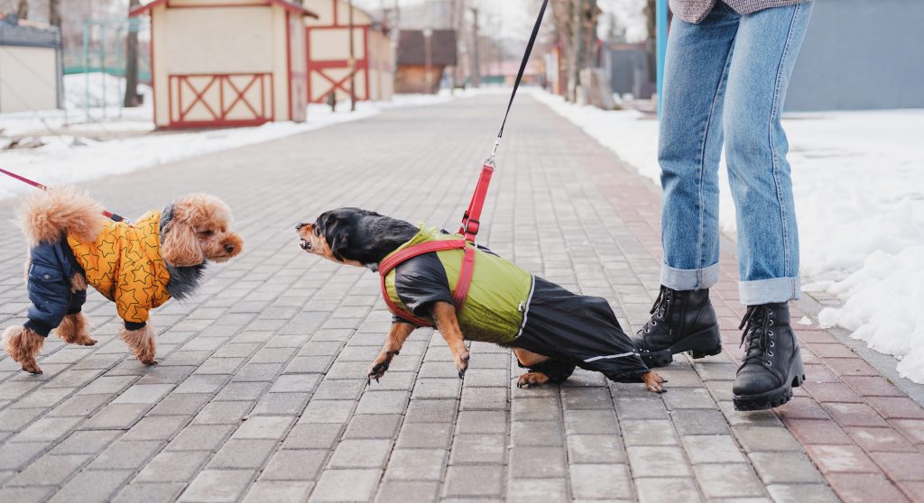 Two dogs lunging and barking at eachother on a leash. Hairy Tales specializes in leash reactivity training.