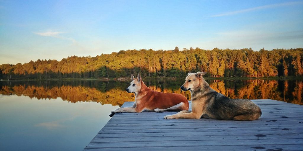 Dog cognition and etiology