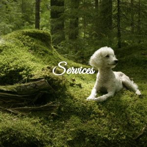 Dog Training Services Toronto