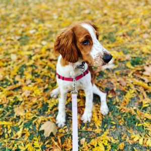 Millie e-collar training success story