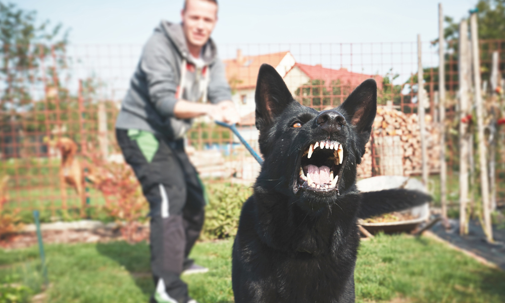 Dog lunging and barking on a leash. Hairy Tales specializes in behavior issues, focusing on leash reactivity.