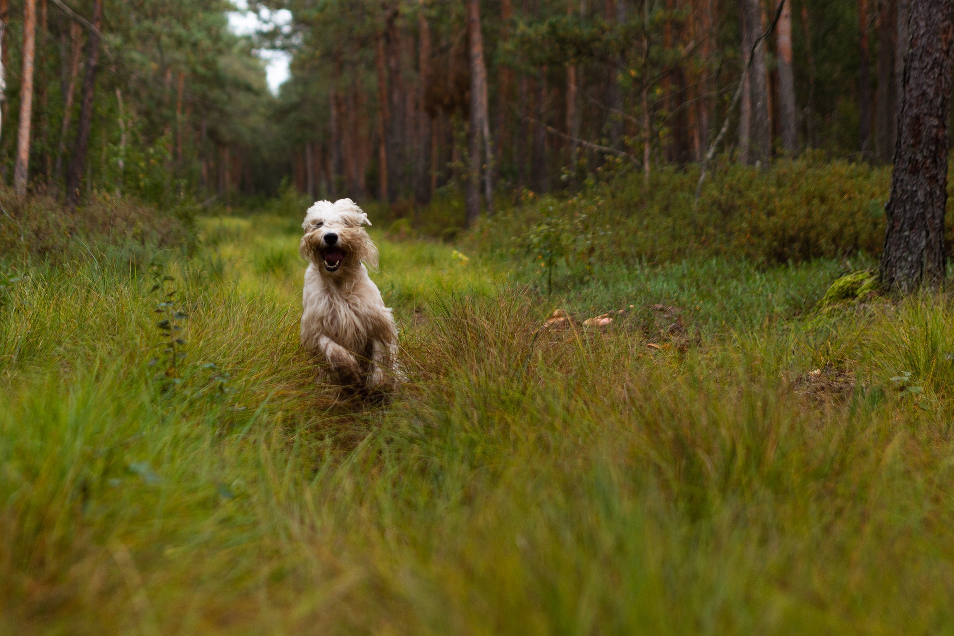 e-collar training gives dogs freedom