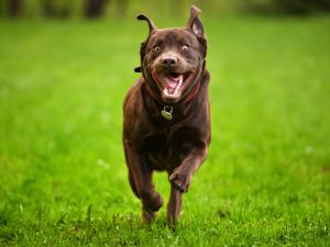 Hyperactive overly excited Dog behavior issues