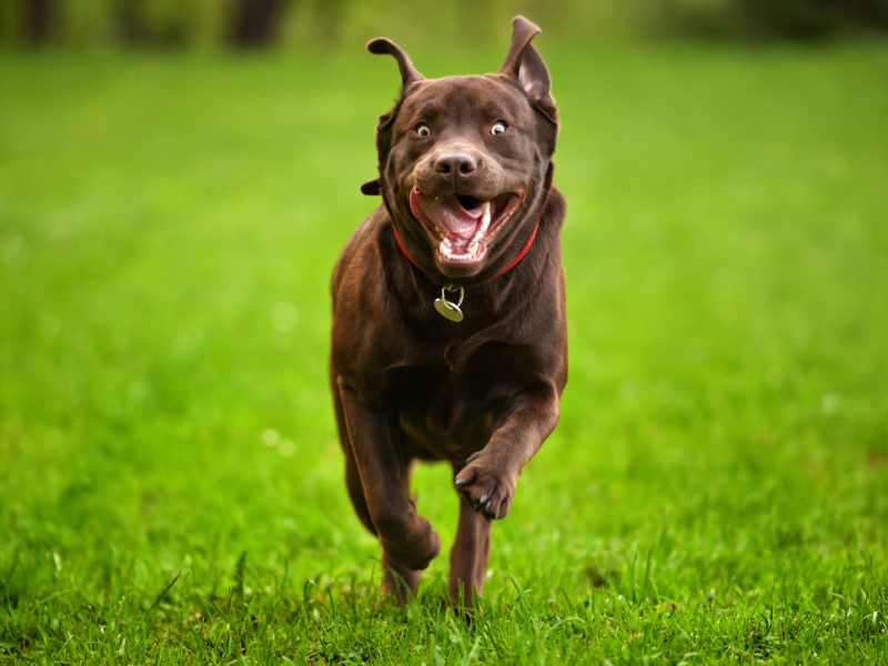 Hyperactive overly excited Dog behavior issues