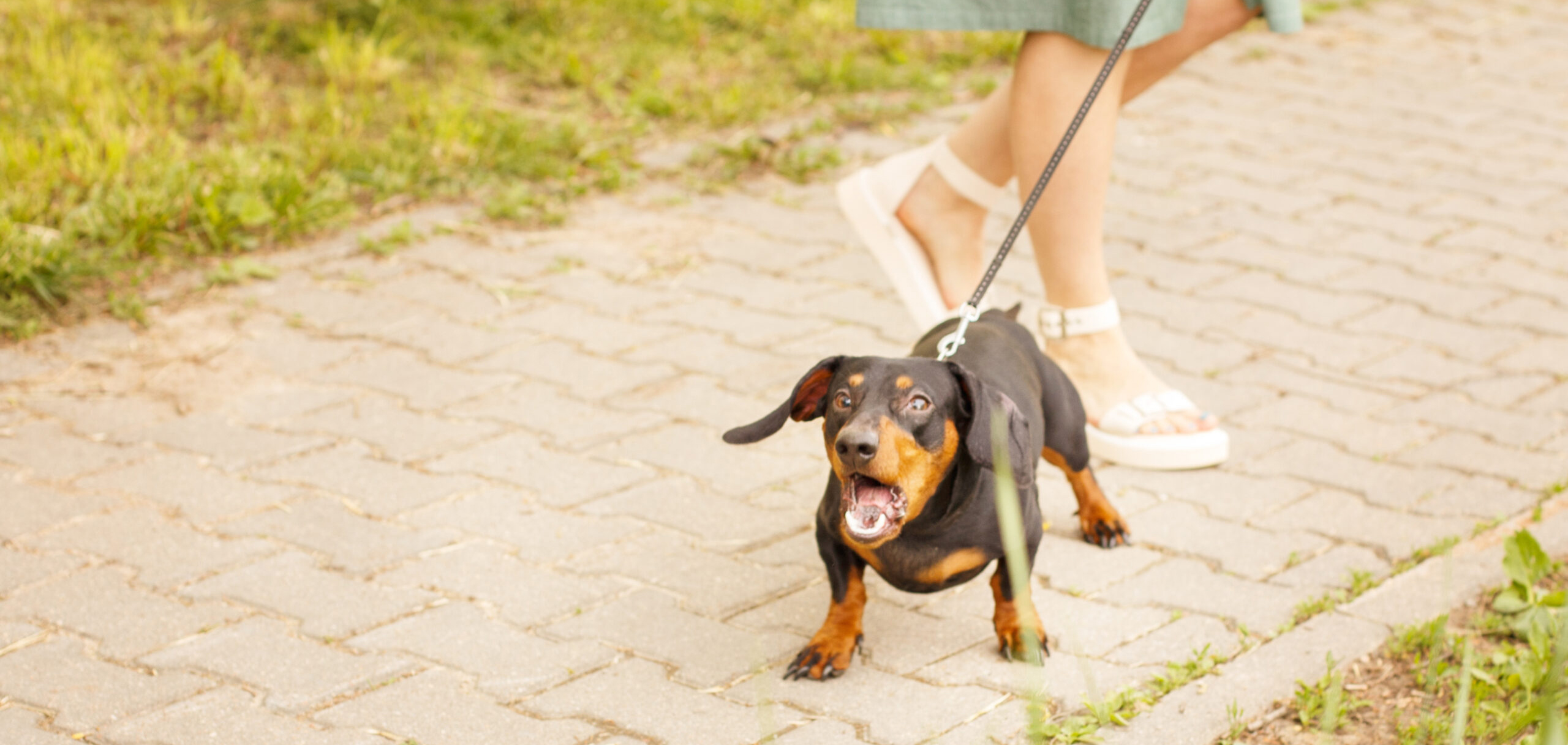 Stop Nipping and Biting in 3 Easy Steps