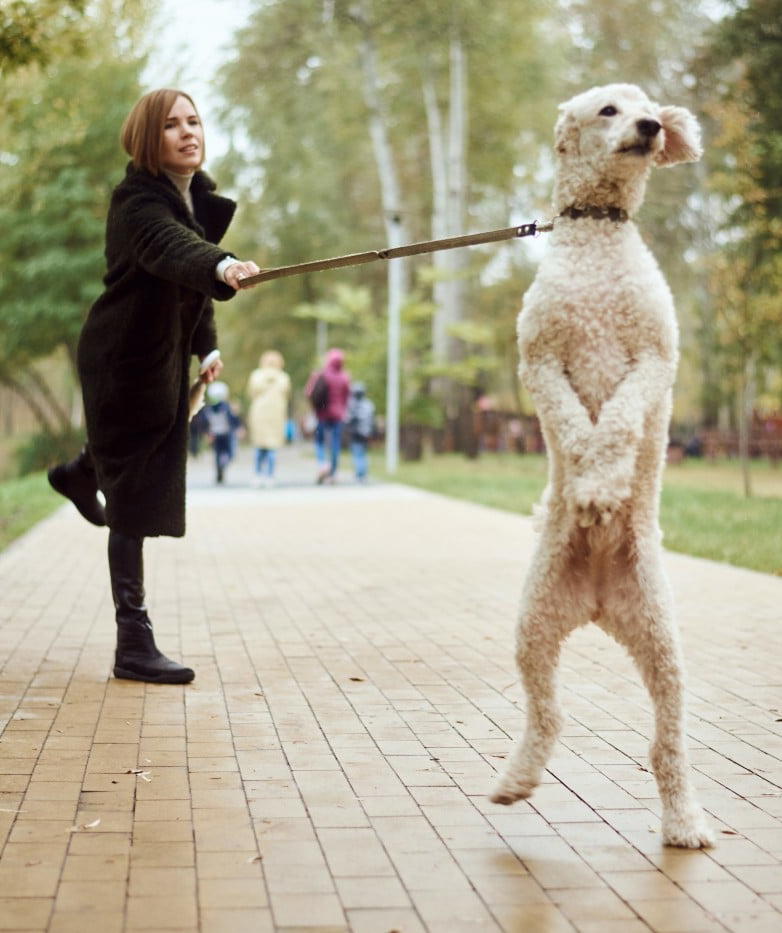 14 Day Well Behaved Dog