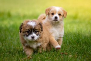 Two shih tzu mix puppies benefitting from the most important part of puppy training - socialization!